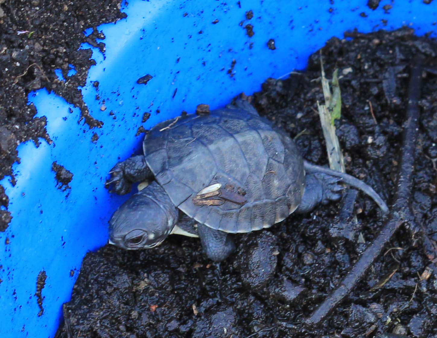 blanding turtle